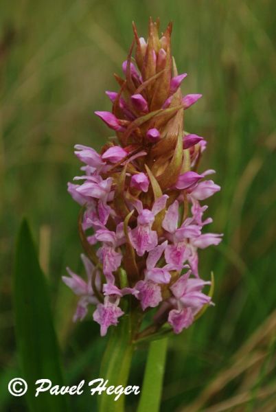 Dactylorhiza incarnata